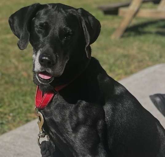 Photo of Bazooka  *Sponsored Adoption