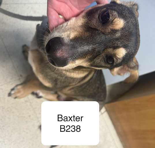 Photo of Baxter B238