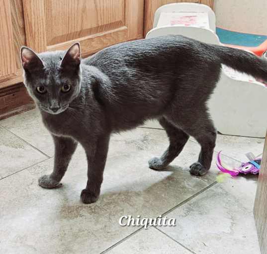 Photo of Chiquita