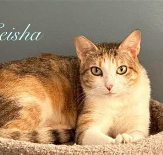 Photo of Geisha