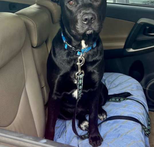 Photo of Tracy - IN FOSTER