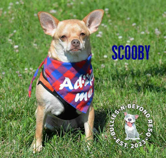 Photo of Scooby