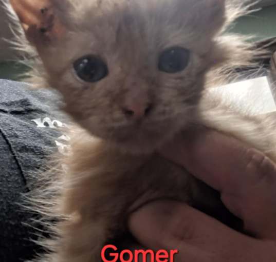 Photo of Gomer