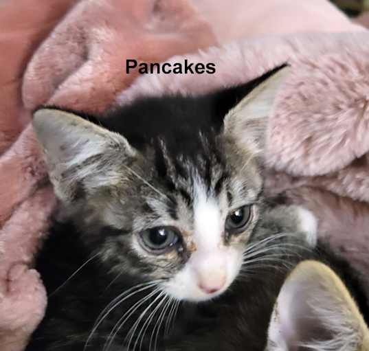 Photo of Pancakes