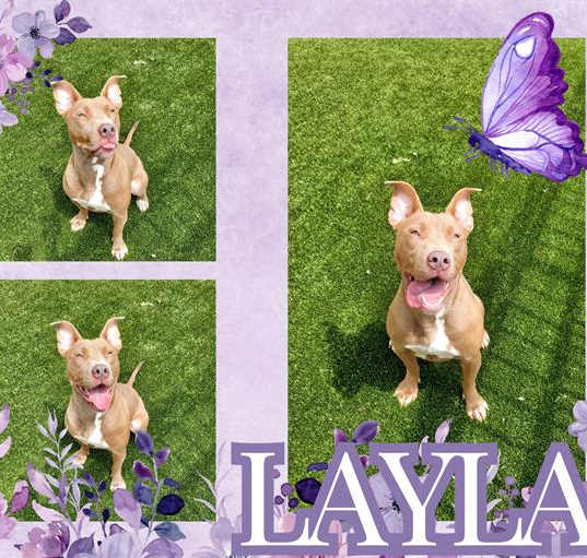 Photo of LAYLA