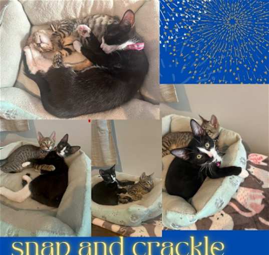 Photo of Snap and Crackle! Dog friendly ,outgoing boys