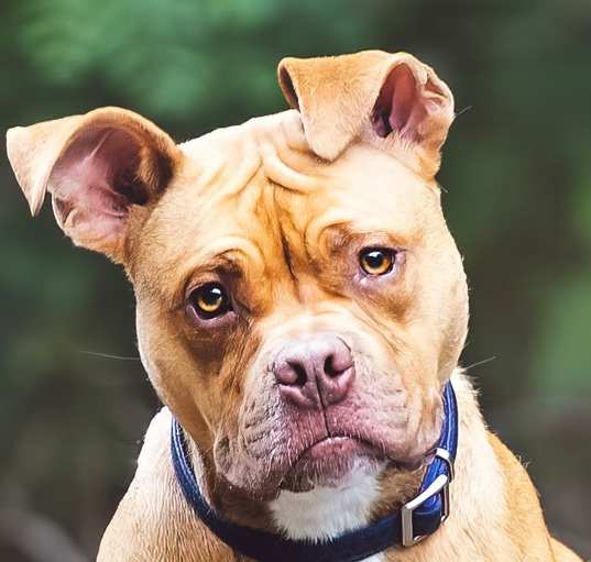 Photo of Rocco