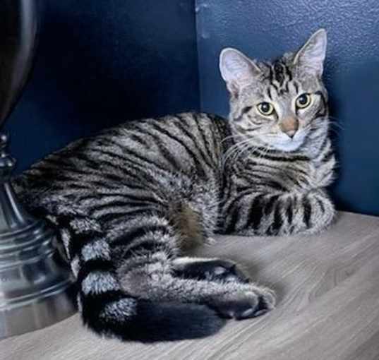 Photo of Atticus