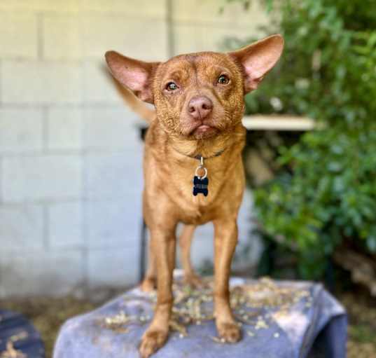 Photo of Waylon