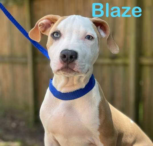 Photo of BLAZE