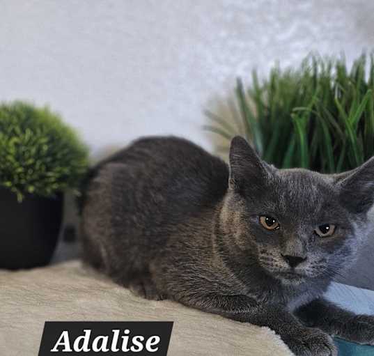 Photo of Adalise