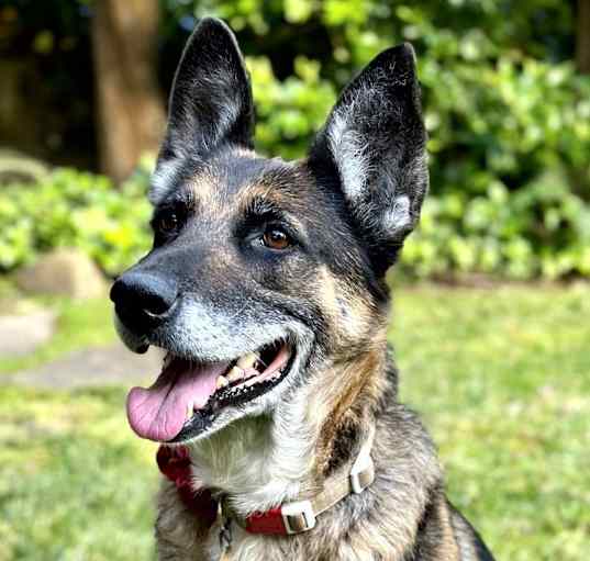 Photo of Meeko T