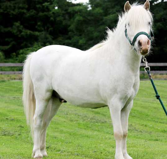 Photo of Tim - Small 39" Pony