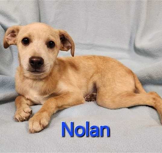 Photo of Nolan