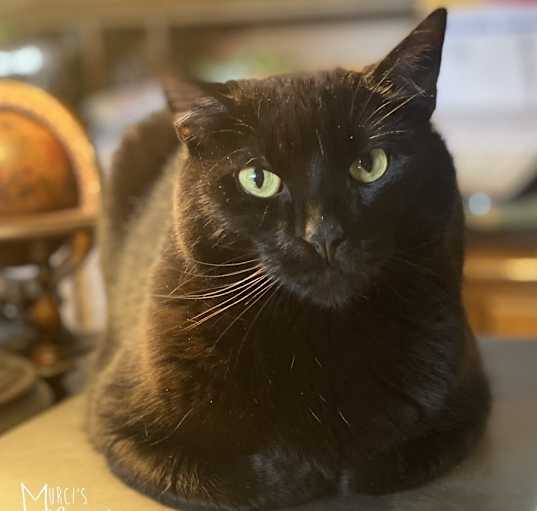 Photo of Pennie