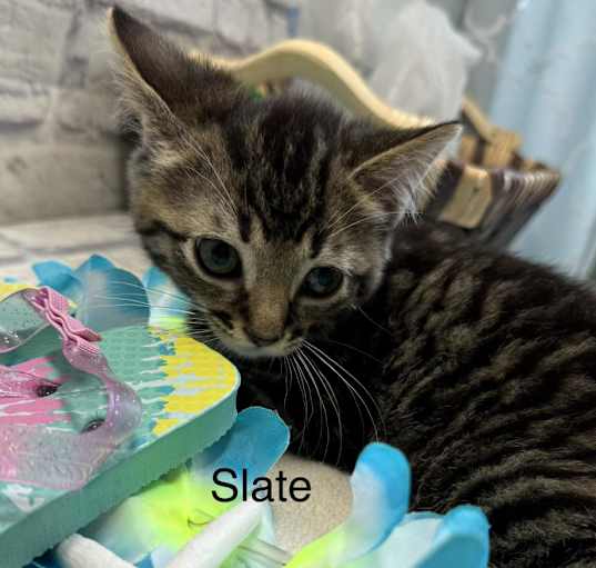 Photo of Slate