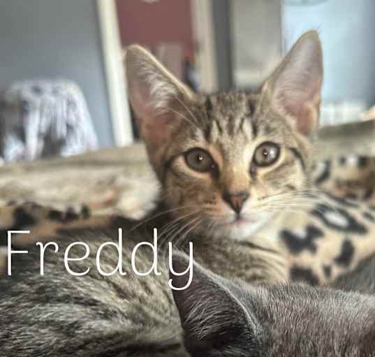 Photo of Freddy