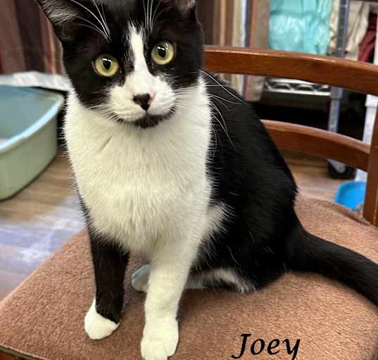 Photo of JOEY