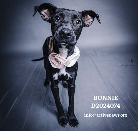 Photo of Bonnie