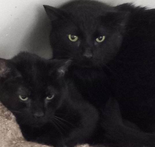 Photo of Barn Cats