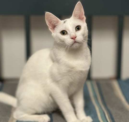 Photo of Ivory