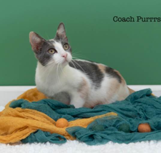 Photo of Coach Purrrse