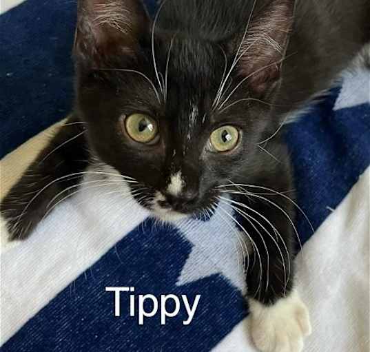 Photo of Tippy