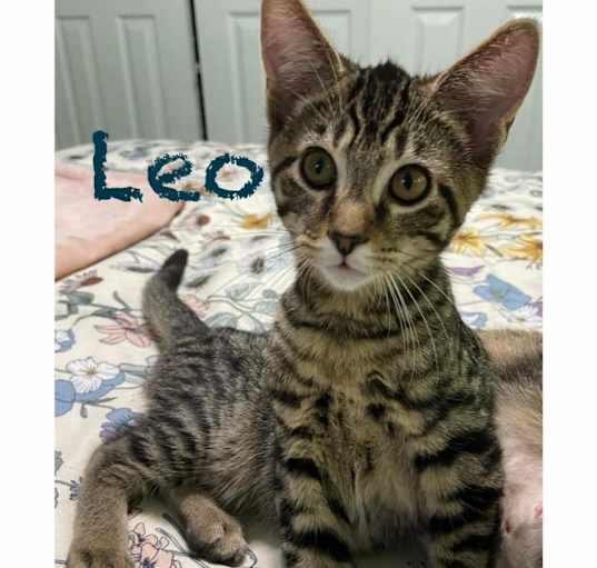 Photo of Leo