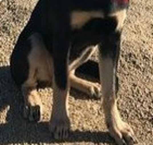 Photo of Kona