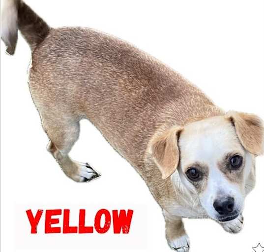 Photo of Yellow