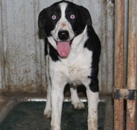 Photo of Layla