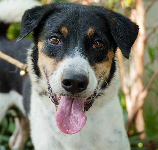 Photo of Xylene (Soi Dog)