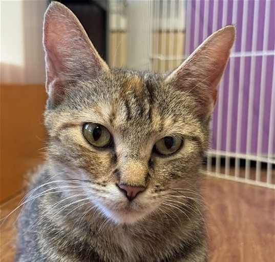 Photo of Kulia