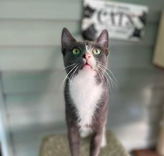 Photo of Kisses
