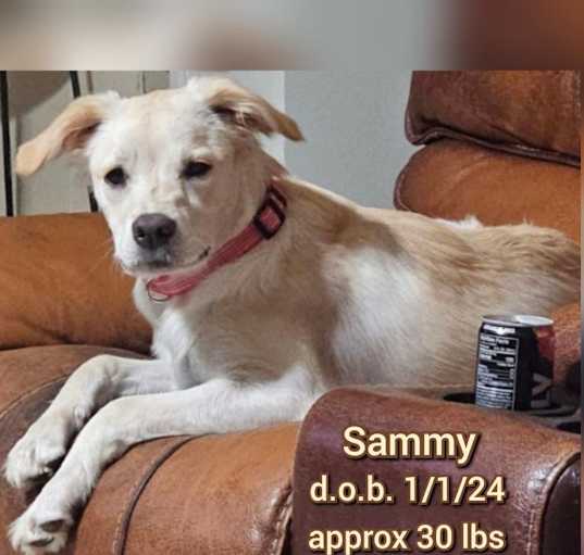 Photo of Sammy