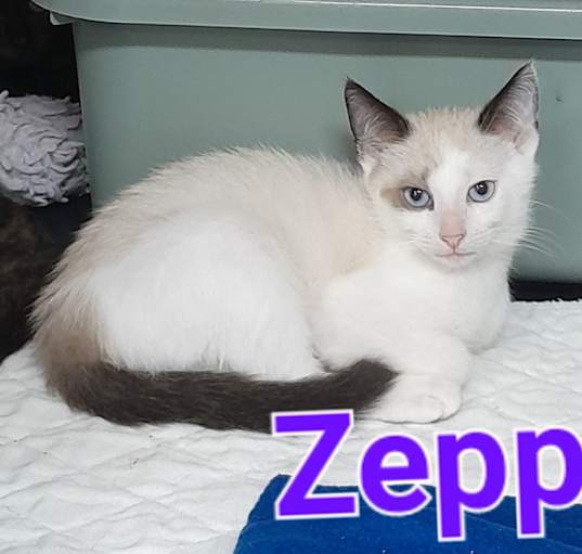 Photo of Zeppo