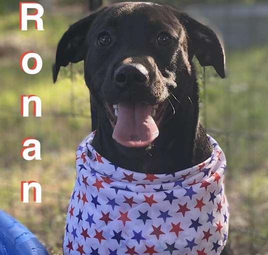 Photo of Ronan