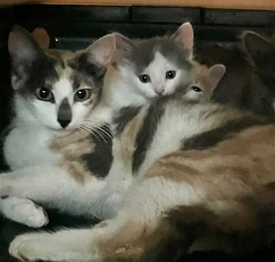Photo of Cali