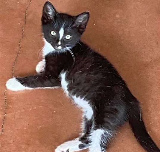 Photo of KITTEN LIL TUX