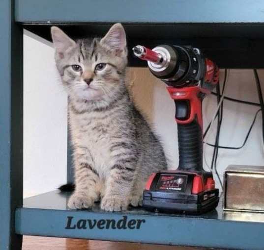 Photo of Lavender