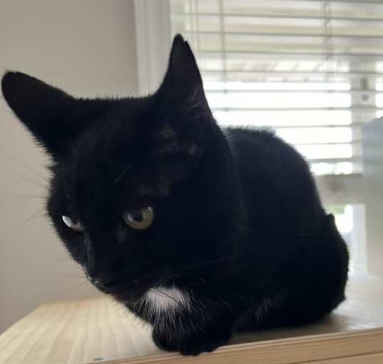 Photo of EDDIE (female)