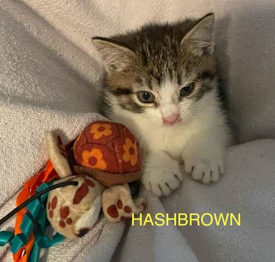 Photo of Hashbrown