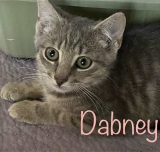 Photo of Dabney (seeking loving home!)