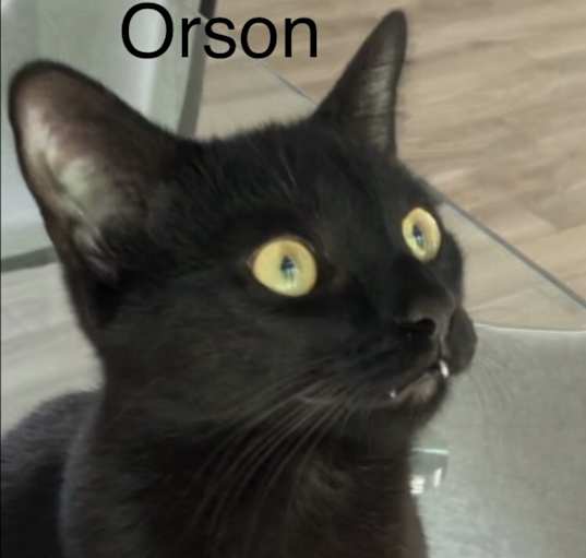 Photo of Orson