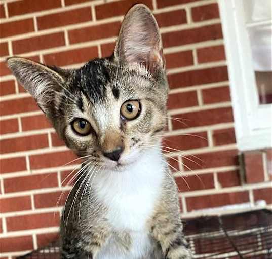 Photo of KITTEN SILLY SOCKS