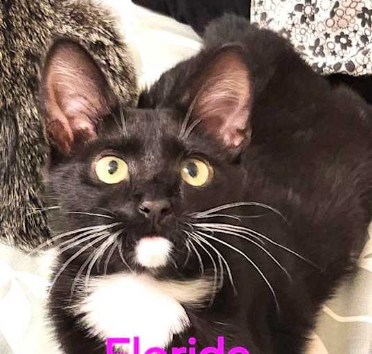 Photo of Florida -BONDED WITH Colorado  United States Litter