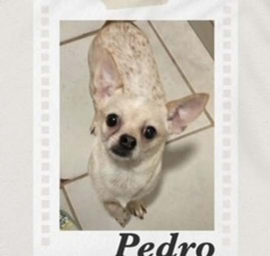 Photo of Pedro