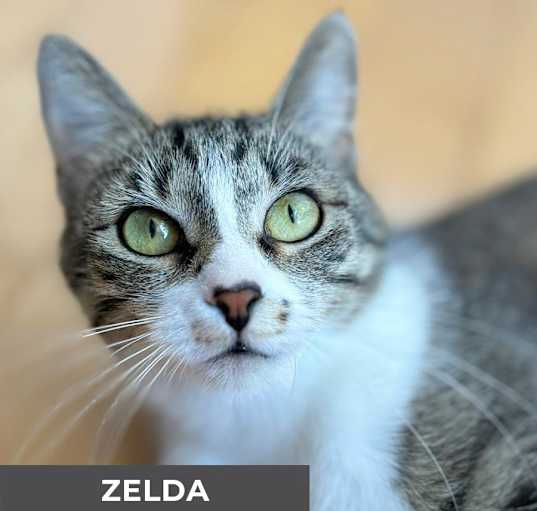 Photo of Zelda