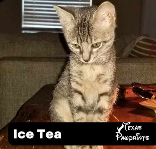 Photo of Ice Tea