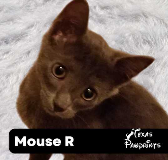 Photo of Mouse R